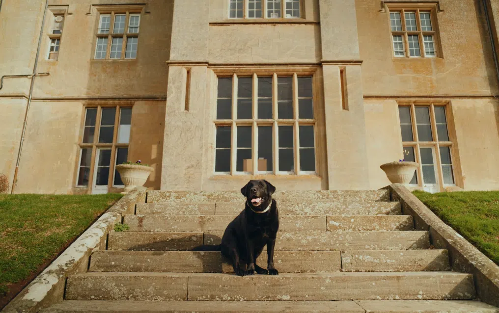Black dog sitting on stone steps in front of a large beige building with tall windows, looking toward the camera.